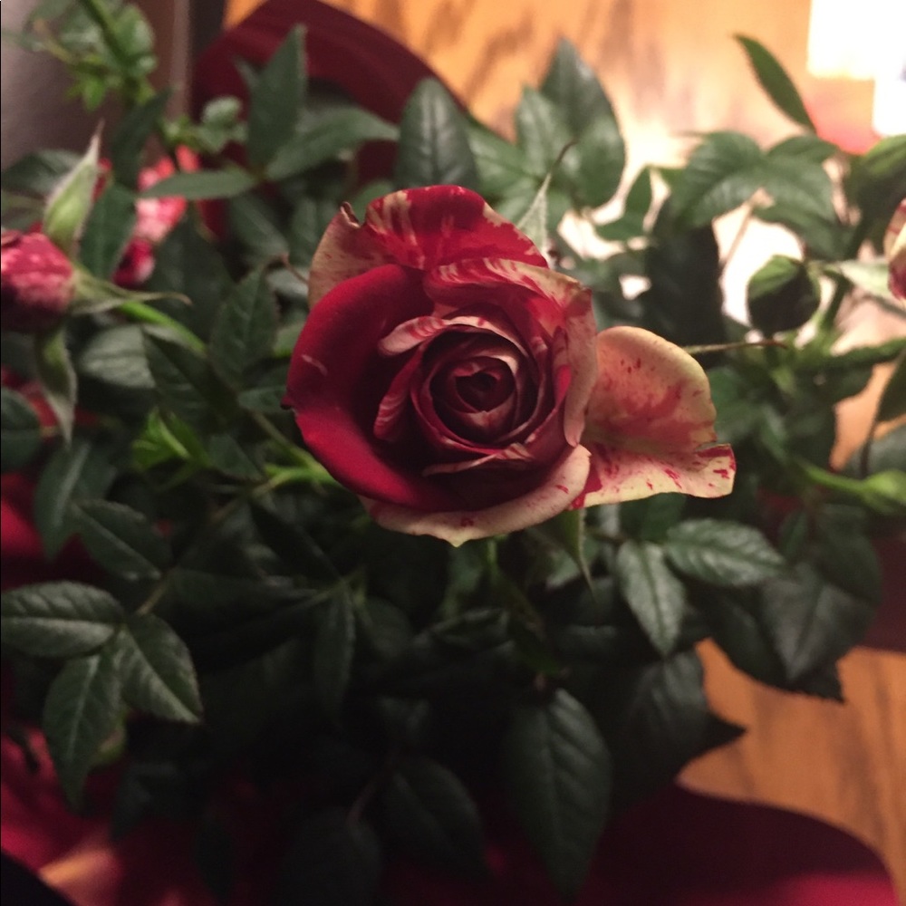 Meet your Posher, Judy